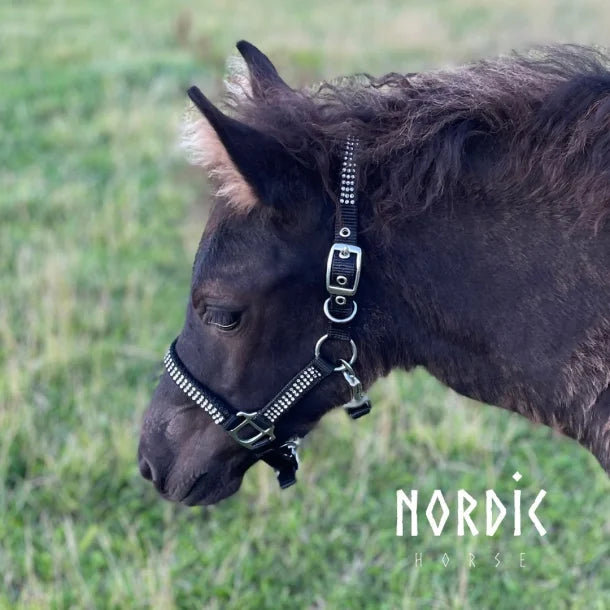 Fohlenhalfter mit Steinchen von NORDIC HORSE