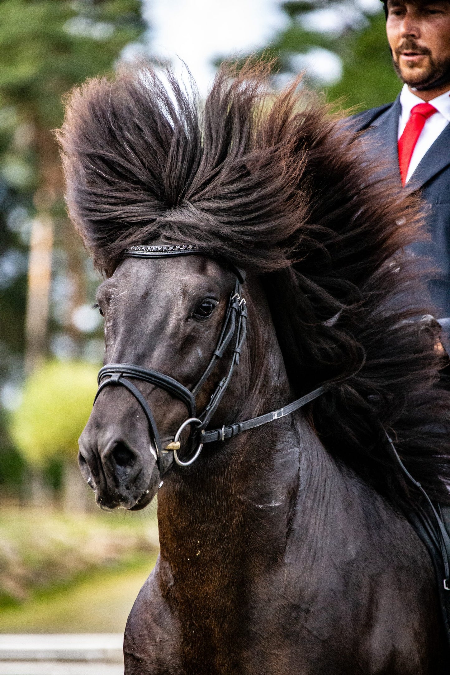 Wave browband with large black crystals for StepByStep bridle by EQUES