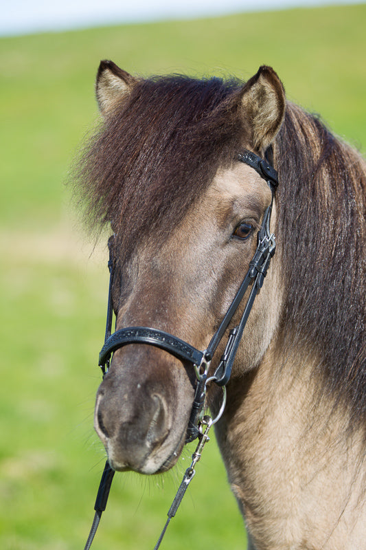 Hanoverian noseband with Moon Skirt