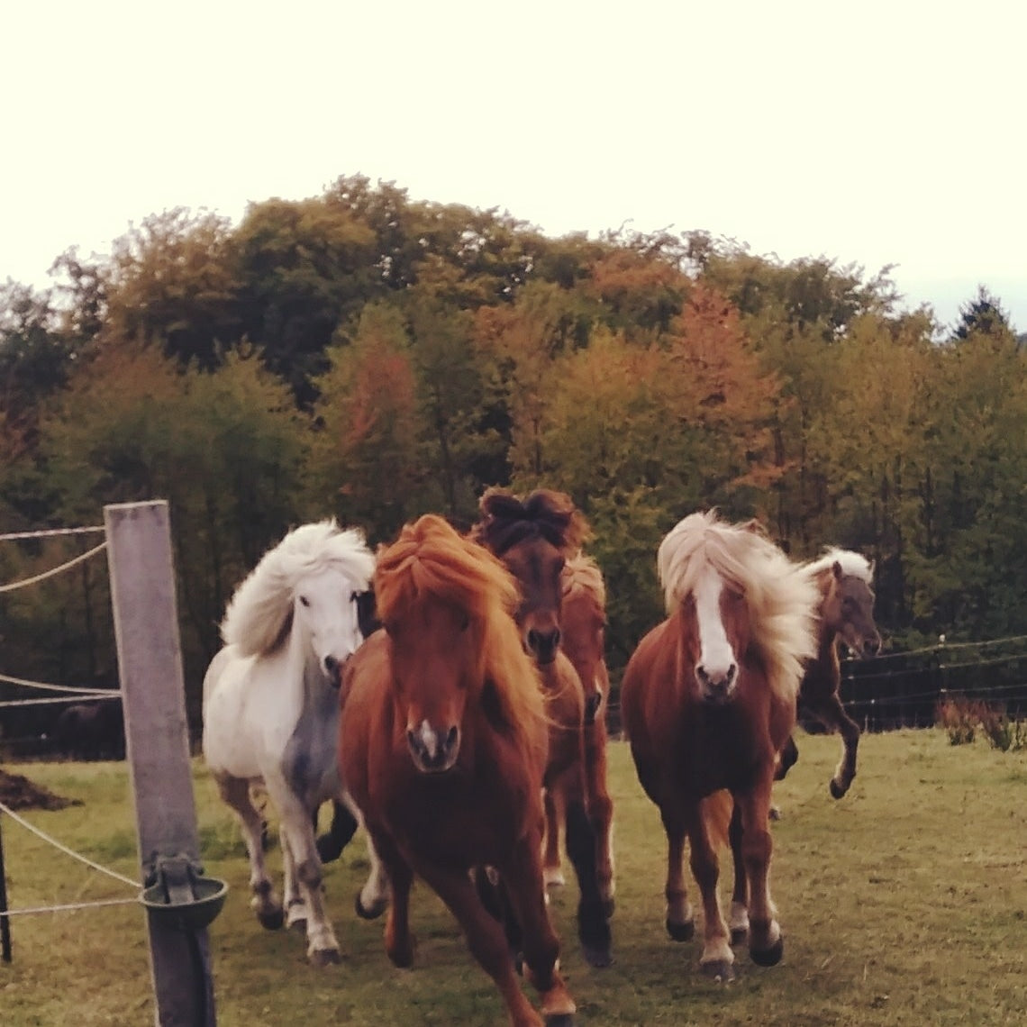 Gutschein für Sleipnir Islandpferdebedarf per E-Mail