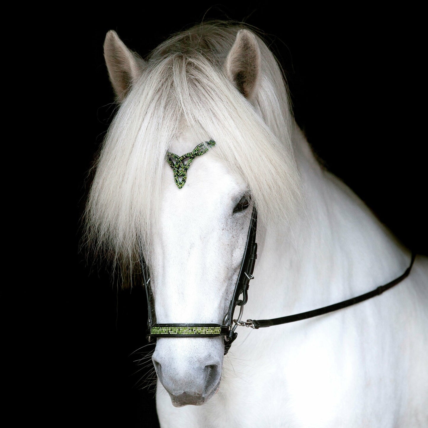 Hannoverscher Nasenriemen Aurora von Hrímnir