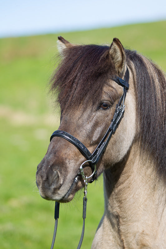 English noseband with Moon Skirt for StepByStep bridle by EQUES