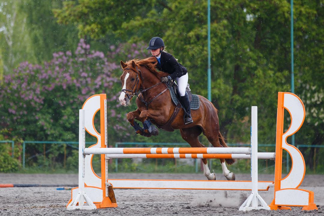 Mentale Kiste – Reitsport-Edition
