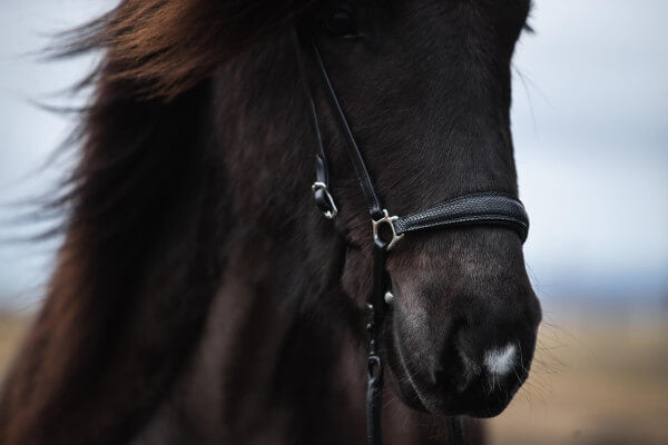 Noseband SL Tígull "MOSI", silver buckles by TOP REITER