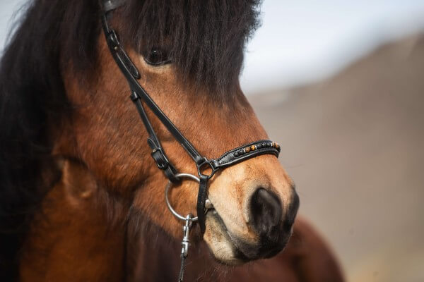"ORKA"  Nasenriemen mit Lavaperlen und Tigeraugen oder mit Green Moss Agate,von TOP REITER