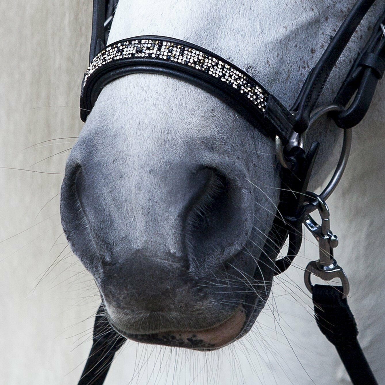 Hanoverian Noseband Fire and Ice by Hrímnir