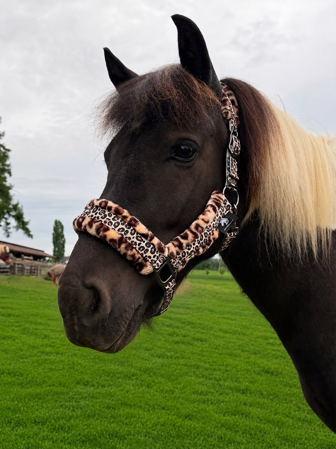 Leo Halfter mit Strick von JK Islandpferdebedarf