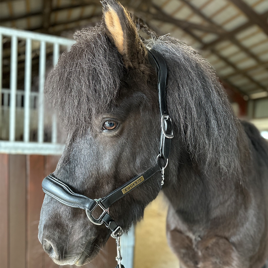 Lederhalfter von EQUES