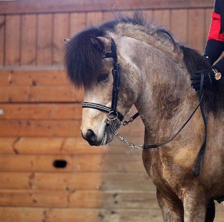 Wave browband with white and black crystals for StepByStep bridle by EQUES 