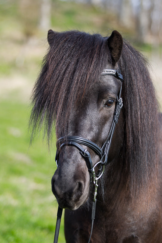 English combined noseband made of black leather for StepByStep bridle by EQUES 