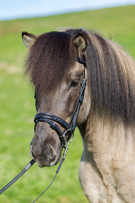 English combined noseband with Moon Skirt for StepByStep bridle by EQUES 