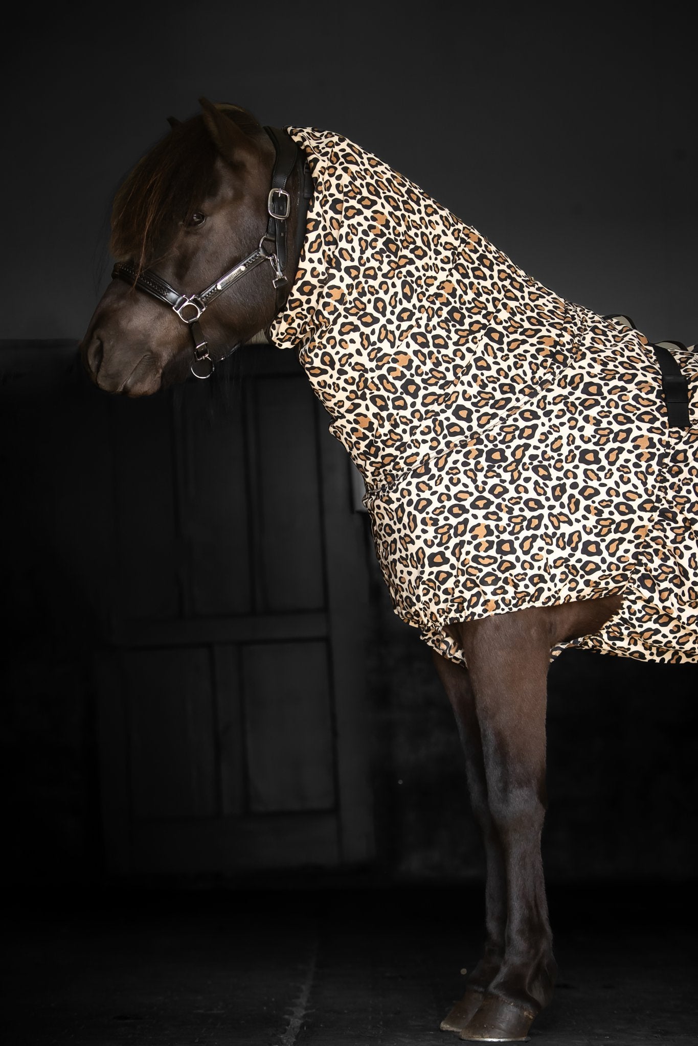 Ekzemerdecke Leo von TOPREITER (Coming soon)
