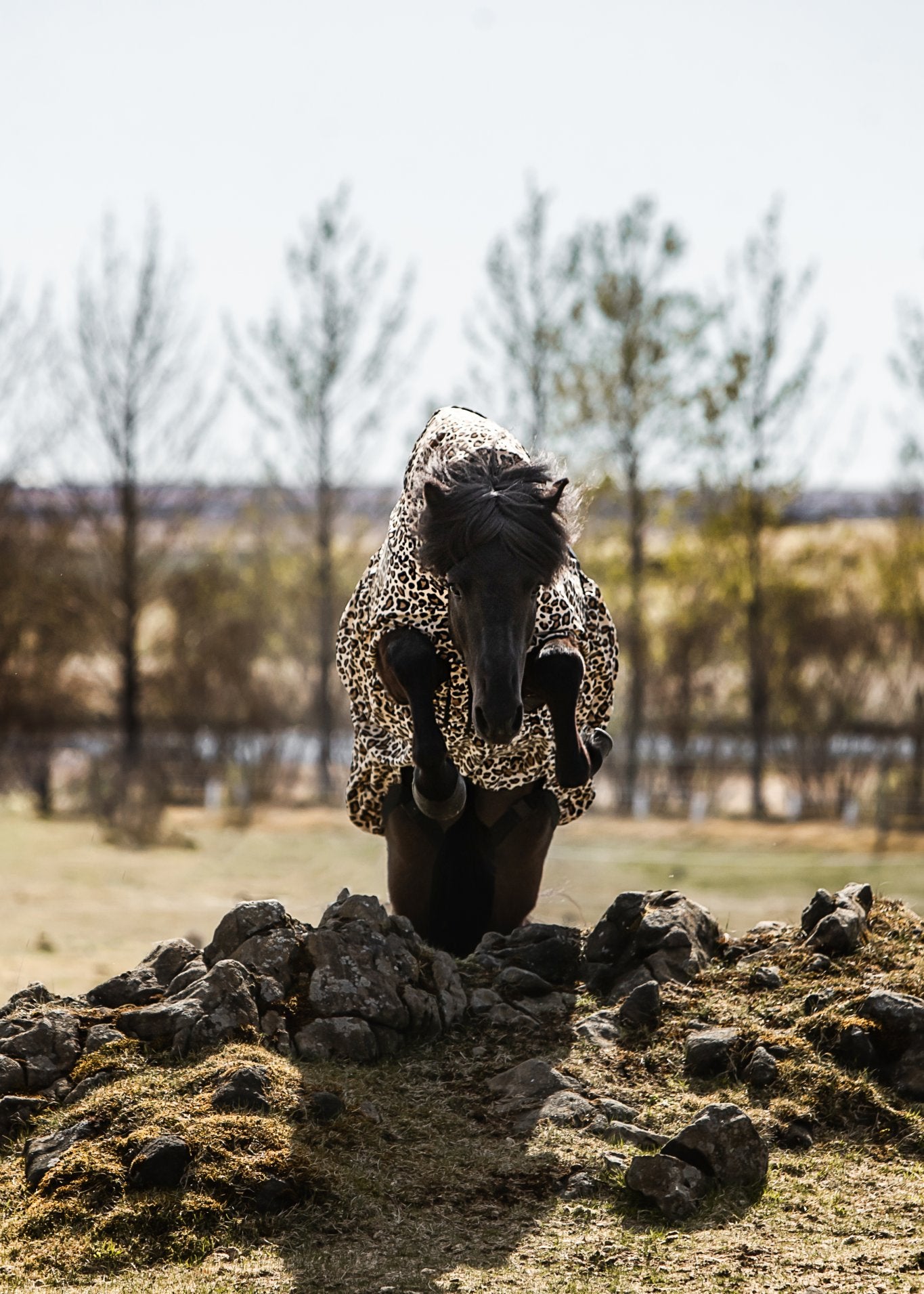 Ekzemerdecke Leo von TOPREITER (Coming soon)