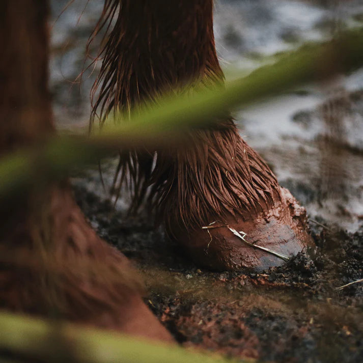 Antimauke von Hestakofi