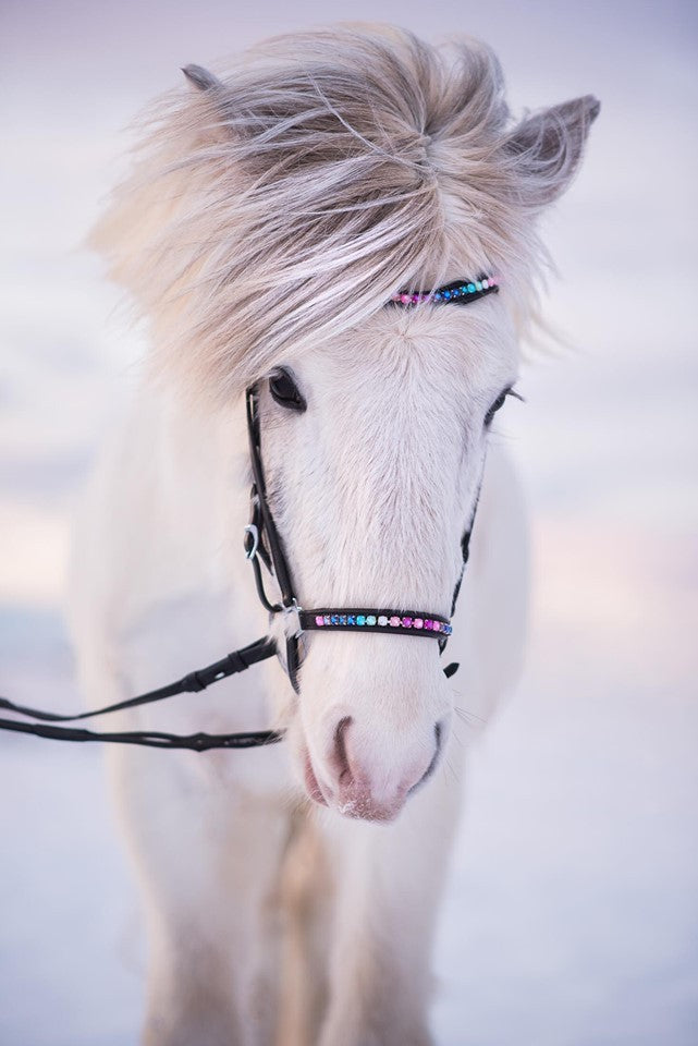 Hannoversches Sperrhalfter Rainbow von NORDIC HORSE