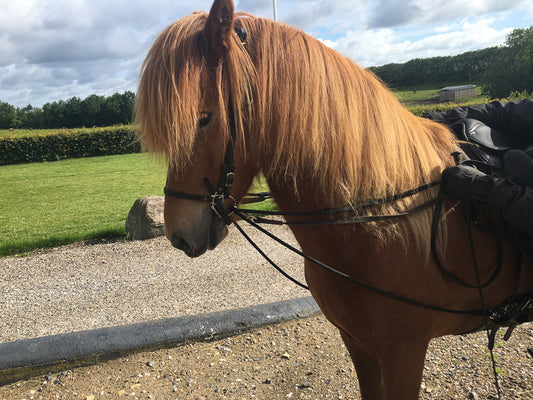 Draw reins from EQUES 
